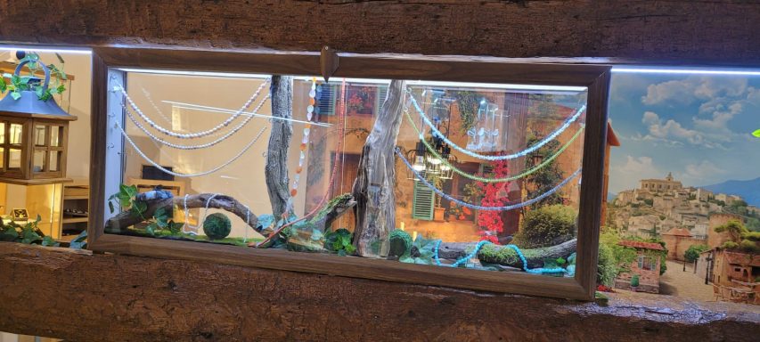 Unser Schmuckterrarium